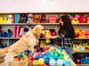 How to Be a Toy-Shopping Superstar for Your Pet