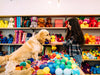 How to Be a Toy-Shopping Superstar for Your Pet