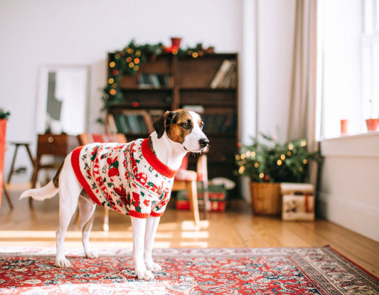 How to choice right clothe for your pet