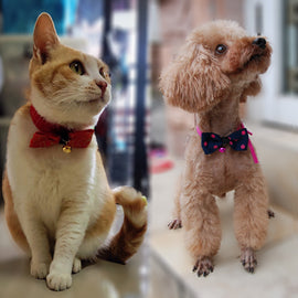 Pet Collars, Harnesses & Accessories