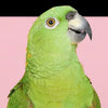 Bird Supplies